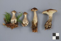 Ampulloclitocybe clavipes image